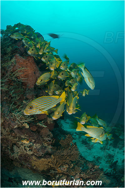 Raja Ampat, Papua, Indonesia, Plectorhinchus polytaenia, Plectorhinchus, Haemulidae, Ribboned sweetlips, Yellow-ribbon sweetlips, Sweetlips, Fish, Fish school, Reef