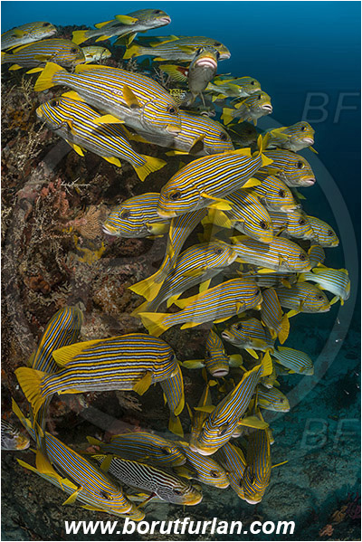Raja Ampat, Papua, Indonesia, Plectorhinchus polytaenia, Plectorhinchus, Haemulidae, Ribboned sweetlips, Yellow-ribbon sweetlips, Sweetlips, Fish, Fish school, Reef