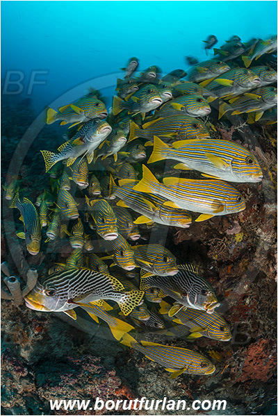 Raja Ampat, Papua, Indonesia, Plectorhinchus polytaenia, Plectorhinchus lineatus, Plectorhinchus, Haemulidae, Ribboned sweetlips, Yellow-ribbon sweetlips, Diagonal-Banded Sweetlips, Sweetlips, Fish, Fish school, Reef