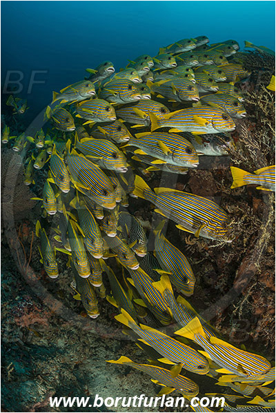 Raja Ampat, Papua, Indonesia, Plectorhinchus polytaenia, Plectorhinchus, Haemulidae, Ribboned sweetlips, Yellow-ribbon sweetlips, Sweetlips, Fish, Fish school, Reef