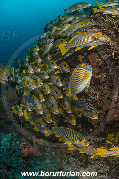 Raja Ampat, Papua, Indonesia, Plectorhinchus polytaenia, Plectorhinchus, Haemulidae, Ribboned sweetlips, Yellow-ribbon sweetlips, Sweetlips, Fish, Fish school, Reef