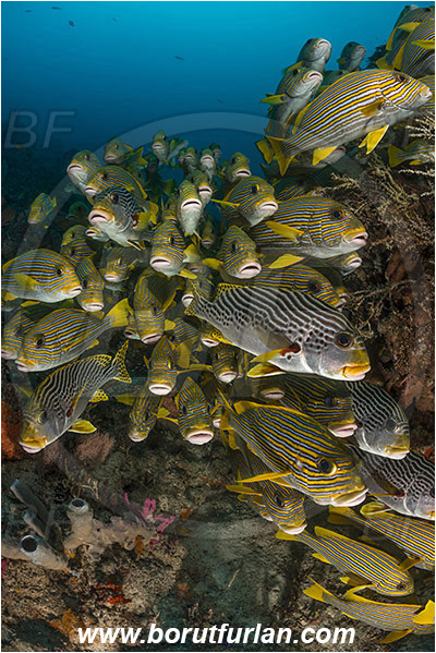 Raja Ampat, Papua, Indonesia, Plectorhinchus polytaenia, Plectorhinchus lineatus, Plectorhinchus, Haemulidae, Ribboned sweetlips, Yellow-ribbon sweetlips, Diagonal-Banded Sweetlips, Sweetlips, Fish, Fish school, Reef