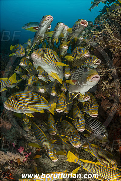 Raja Ampat, Papua, Indonesia, Plectorhinchus polytaenia, Plectorhinchus, Haemulidae, Ribboned sweetlips, Yellow-ribbon sweetlips, Sweetlips, Fish, Fish school, Reef