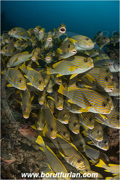 Raja Ampat, Papua, Indonesia, Plectorhinchus polytaenia, Plectorhinchus, Haemulidae, Ribboned sweetlips, Yellow-ribbon sweetlips, Sweetlips, Fish, Fish school, Reef