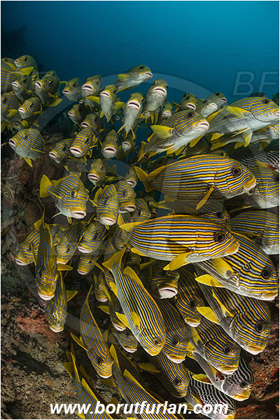 Raja Ampat, Papua, Indonesia, Plectorhinchus polytaenia, Plectorhinchus, Haemulidae, Ribboned sweetlips, Yellow-ribbon sweetlips, Sweetlips, Fish, Fish school, Reef