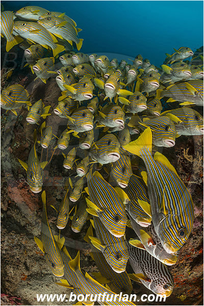 Raja Ampat, Papua, Indonesia, Plectorhinchus polytaenia, Plectorhinchus, Haemulidae, Ribboned sweetlips, Yellow-ribbon sweetlips, Sweetlips, Fish, Fish school, Reef