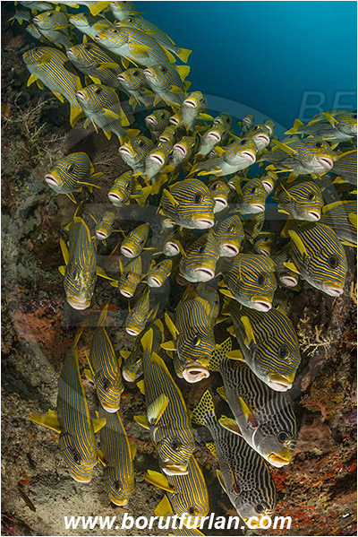 Raja Ampat, Papua, Indonesia, Plectorhinchus polytaenia, Plectorhinchus, Haemulidae, Ribboned sweetlips, Yellow-ribbon sweetlips, Sweetlips, Fish, Fish school, Reef