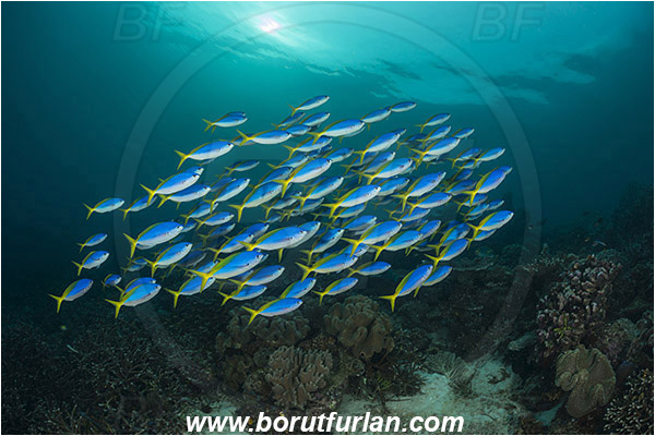 Raja Ampat, Papua, Indonesia, Caesio teres, Caesio, Caesionidae, Yellow and Blueback Fusilier, Fusilier, Fish, Fish school, Reef