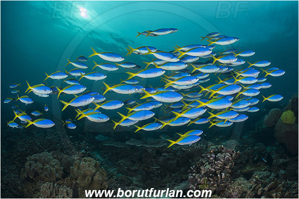 Raja Ampat, Papua, Indonesia, Caesio teres, Caesio, Caesionidae, Yellow and Blueback Fusilier, Fusilier, Fish, Fish school, Reef