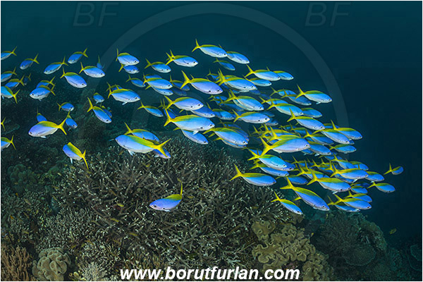 Raja Ampat, Papua, Indonesia, Caesio teres, Caesio, Caesionidae, Yellow and Blueback Fusilier, Fusilier, Fish, Fish school, Reef