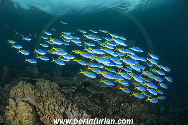 Raja Ampat, Papua, Indonesia, Caesio teres, Caesio, Caesionidae, Yellow and Blueback Fusilier, Fusilier, Fish, Fish school, Reef