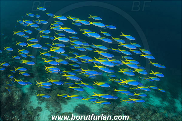 Raja Ampat, Papua, Indonesia, Caesio teres, Caesio, Caesionidae, Yellow and Blueback Fusilier, Fusilier, Fish, Fish school, Reef