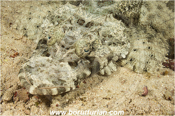 Raja Ampat, Papua, Indonesia, Cymbacephalus beauforti, Cymbacephalus, Platycephalidae, De Beaufort