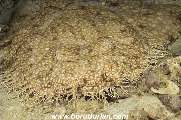 Raja Ampat, Papua, Indonesia, Eucrossorhinus dasypogon, Eucrossorhinus, Orectolobidae, Elasmobranchii, Tasselled wobbegong, Shark, Reef, Fish, Portrait