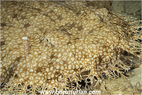 Raja Ampat, Papua, Indonesia, Eucrossorhinus dasypogon, Eucrossorhinus, Orectolobidae, Elasmobranchii, Tasselled wobbegong, Shark, Reef, Fish, Portrait