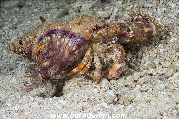Raja Ampat, Papua, Indonesia, Dardanus pedunculatus, Dardanus, Diogenidae, Anemone Hermit Crab, Hermit Crab, Decapoda, Crustacea, Crustacean