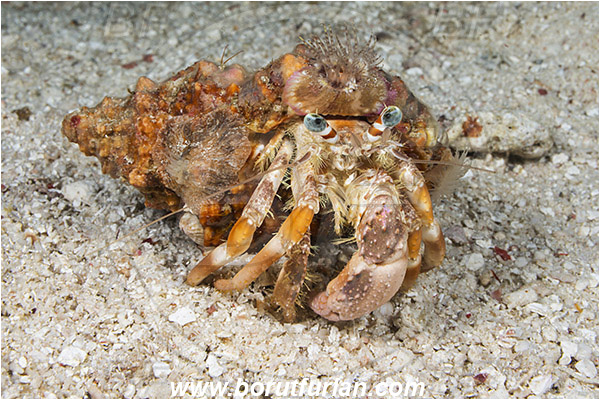 Raja Ampat, Papua, Indonesia, Dardanus pedunculatus, Dardanus, Diogenidae, Anemone Hermit Crab, Hermit Crab, Decapoda, Crustacea, Crustacean