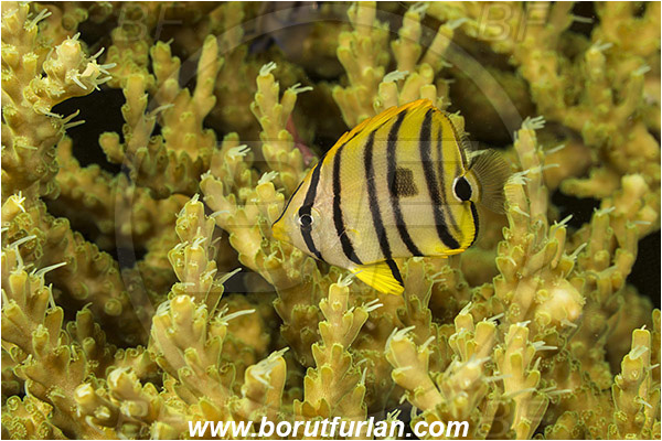 Raja Ampat, Papua, Indonesia, Chaetodon octofasciatus, Chaetodon, Chaetodontidae, Eightband Butterflyfish, Butterflyfish, Fish, Juvenile