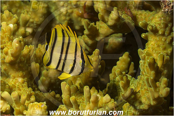 Raja Ampat, Papua, Indonesia, Chaetodon octofasciatus, Chaetodon, Chaetodontidae, Eightband Butterflyfish, Butterflyfish, Fish, Juvenile