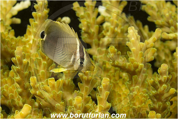 Raja Ampat, Papua, Indonesia, Chaetodon trifascialis, Chaetodon, Chaetodontidae, Chevroned Butterflyfish, Butterflyfish, Fish, Juvenile