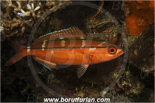 Raja Ampat, Papua, Indonesia, Pterocaesio digramma, Pterocaesio, Caesionidae, Double-lined fusilier, Fusilier, Fish, Night coloration