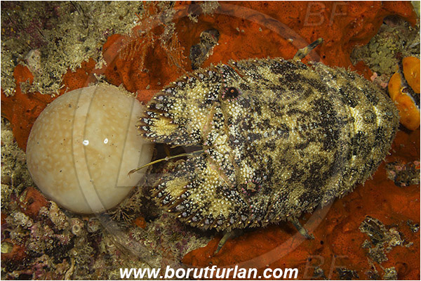 Raja Ampat, Papua, Indonesia, Parribacus caledonicus, Parribacus, Scyllaridae, Decapoda, Slipper Lobster, Lobster, Crustacea, Crustacean