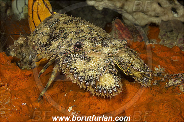 Raja Ampat, Papua, Indonesia, Parribacus caledonicus, Parribacus, Scyllaridae, Decapoda, Slipper Lobster, Lobster, Crustacea, Crustacean