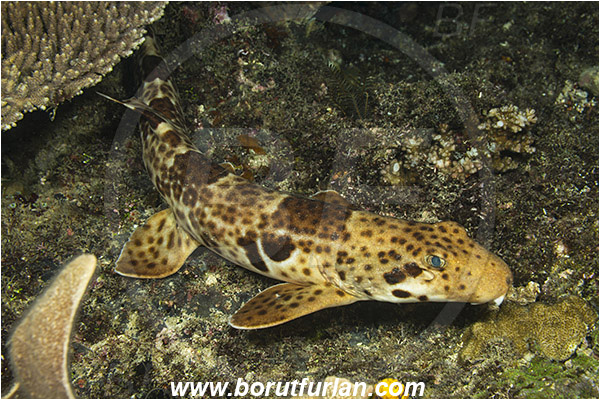 Raja Ampat, Papua, Indonesia, Hemiscyllium ocellatum, Hemiscyllium, Hemiscylliidae, Elasmobranchii, Epaulette shark, Shark, Fish