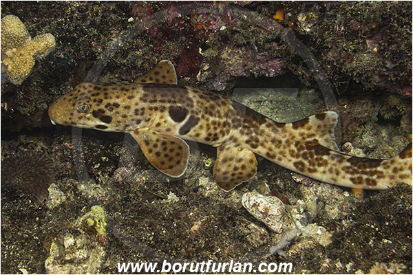 Raja Ampat, Papua, Indonesia, Hemiscyllium ocellatum, Hemiscyllium, Hemiscylliidae, Elasmobranchii, Epaulette shark, Shark, Fish