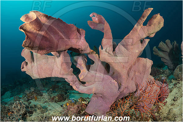 Raja Ampat, Papua, Indonesia, Ianthella basta, Ianthella, Ianthellidae, Porifera, Elephant ear sponge, Sponge, Reef