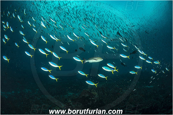 Raja Ampat, Papua, Indonesia, Caesio teres, Caesio, Caesionidae, Yellow and Blueback Fusilier, Fusilier, Fish, Fish school, Reef, Lutjanus bohar, Lutjanus, Lutjanidae, Two-spot red snapper, Snapper