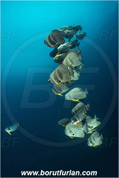 Raja Ampat, Papua, Indonesia, Platax teira, Platax, Ephippidae, Longfin Batfish, Batfish, Fish, Fish school