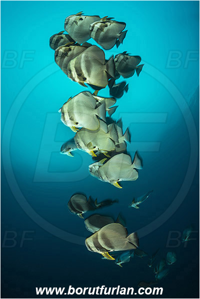 Raja Ampat, Papua, Indonesia, Platax teira, Platax, Ephippidae, Longfin Batfish, Batfish, Fish, Fish school