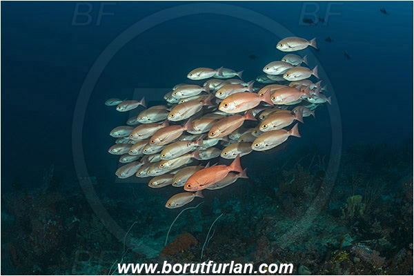 Raja Ampat, Papua, Indonesia, Pinjalo lewisi, Pinjalo, Lutjanidae, Slender pinjalo, Snapper, Fish, Fish school, Reef