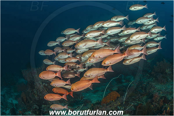 Raja Ampat, Papua, Indonesia, Pinjalo lewisi, Pinjalo, Lutjanidae, Slender pinjalo, Snapper, Fish, Fish school, Reef