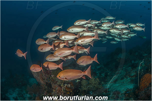 Raja Ampat, Papua, Indonesia, Pinjalo lewisi, Pinjalo, Lutjanidae, Slender pinjalo, Snapper, Fish, Fish school, Reef