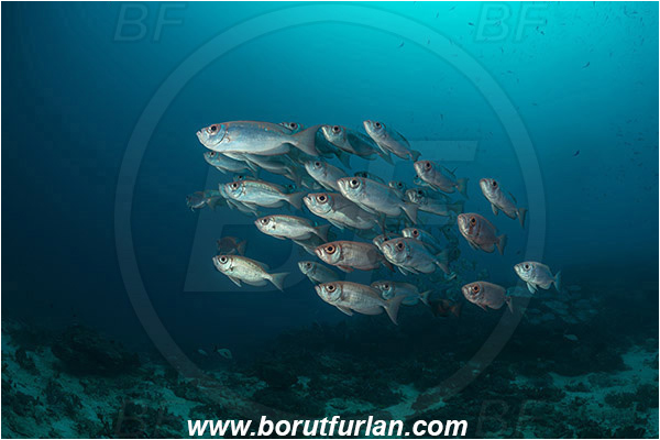Raja Ampat, Papua, Indonesia, Priacanthus hamrur, Priacanthus, Lunartail Bigeye, Bigeye, Priacanthidae, Fish, Fish school, Reef