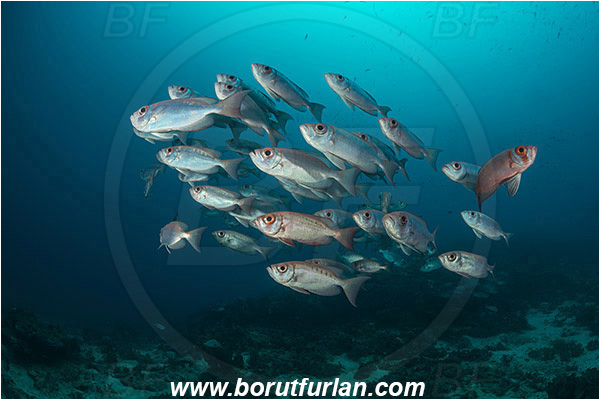 Raja Ampat, Papua, Indonesia, Priacanthus hamrur, Priacanthus, Lunartail Bigeye, Bigeye, Priacanthidae, Fish, Fish school, Reef
