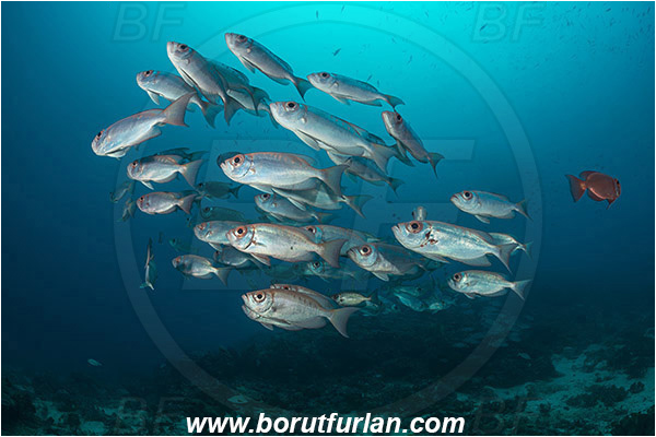 Raja Ampat, Papua, Indonesia, Priacanthus hamrur, Priacanthus, Lunartail Bigeye, Bigeye, Priacanthidae, Fish, Fish school, Reef