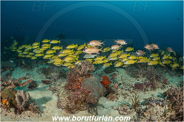 Raja Ampat, Papua, Indonesia, Lutjanus quinquelineatus, Lutjanus, Lutjanidae, Five-lined snapper, Snapper, Fish, Fish school, Reef, Sargocentron rubrum, Sargocentron, Holocentridae, Red squirrelfish, Squirrelfish