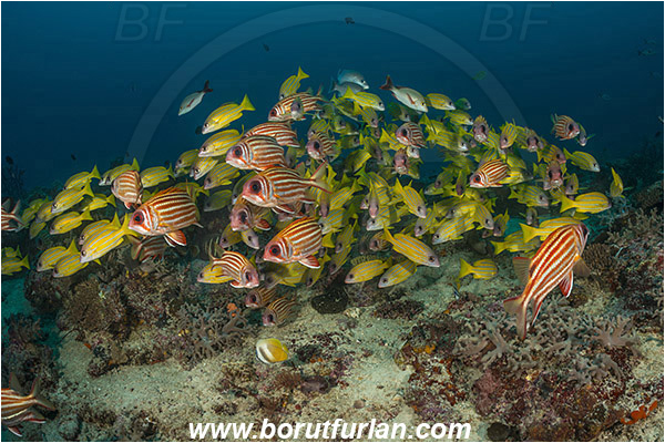 Raja Ampat, Papua, Indonesia, Lutjanus quinquelineatus, Lutjanus, Lutjanidae, Five-lined snapper, Snapper, Fish, Fish school, Reef, Sargocentron rubrum, Sargocentron, Holocentridae, Red squirrelfish, Squirrelfish