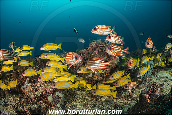 Raja Ampat, Papua, Indonesia, Lutjanus quinquelineatus, Lutjanus, Lutjanidae, Five-lined snapper, Snapper, Fish, Fish school, Reef, Sargocentron rubrum, Sargocentron, Holocentridae, Red squirrelfish, Squirrelfish