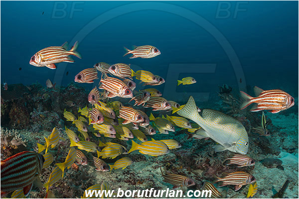 Raja Ampat, Papua, Indonesia, Lutjanus quinquelineatus, Lutjanus, Lutjanidae, Five-lined snapper, Snapper, Fish, Fish school, Reef, Sargocentron rubrum, Sargocentron, Holocentridae, Red squirrelfish, Squirrelfish
