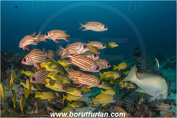 Raja Ampat, Papua, Indonesia, Lutjanus quinquelineatus, Lutjanus, Lutjanidae, Five-lined snapper, Snapper, Fish, Fish school, Reef, Sargocentron rubrum, Sargocentron, Holocentridae, Red squirrelfish, Squirrelfish