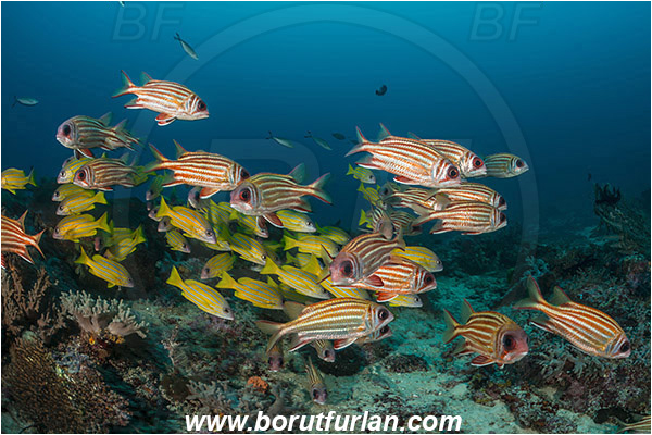 Raja Ampat, Papua, Indonesia, Lutjanus quinquelineatus, Lutjanus, Lutjanidae, Five-lined snapper, Snapper, Fish, Fish school, Reef, Sargocentron rubrum, Sargocentron, Holocentridae, Red squirrelfish, Squirrelfish