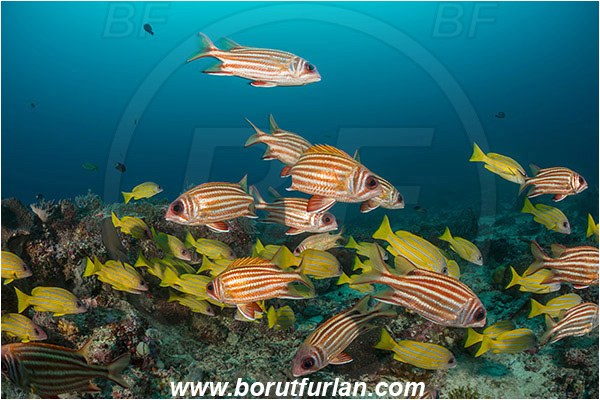 Raja Ampat, Papua, Indonesia, Lutjanus quinquelineatus, Lutjanus, Lutjanidae, Five-lined snapper, Snapper, Fish, Fish school, Reef, Sargocentron rubrum, Sargocentron, Holocentridae, Red squirrelfish, Squirrelfish