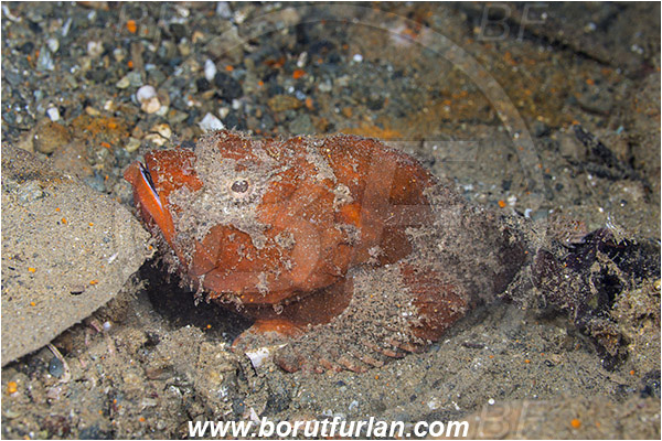 Ambon, Indonesia, Scorpaenopsis diabolus, Scorpaenopsis, Scorpaenidae, False Stonefish, Scorpionfish, Fish