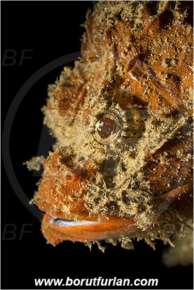 Ambon, Indonesia, Scorpaenopsis diabolus, Scorpaenopsis, Scorpaenidae, False Stonefish, Scorpionfish, Fish, Portrait