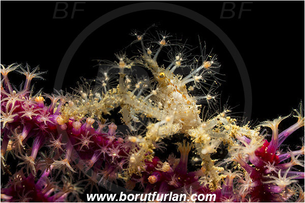 Ambon, Indonesia, Achaeus spinosus, Achaeus, Inachinae, Decapoda, Spiny Spider Crab, Crab, Crustacea, Crustacean