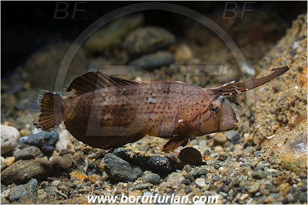 Ambon, Indonesia, Iniistius pavo, Iniistius, Labridae, Blue Razorfish, Peacock Razorfish, Razorfish, Wrasse, Fish